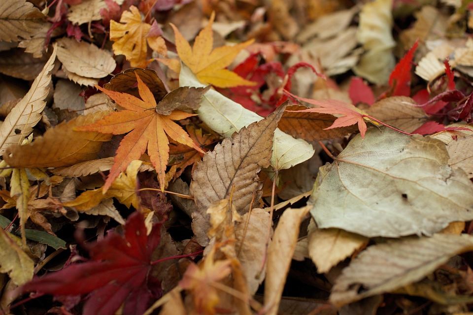 Colorful leaf pile